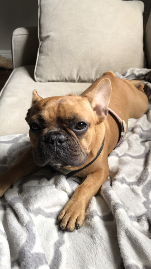 Don's French Bulldog Lola